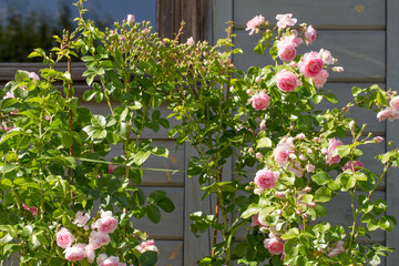 Fototapeta na wymiar Beautiful pink nostalgic rose in a garden. Pink blend Large-Flowered Climber. Climbing pink rose Jasmina