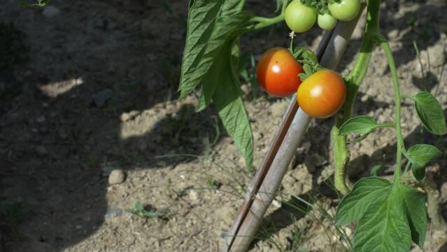 Mains d'homme qui cueille une tomate, la regarde et la fait rouler dans ses mains.
