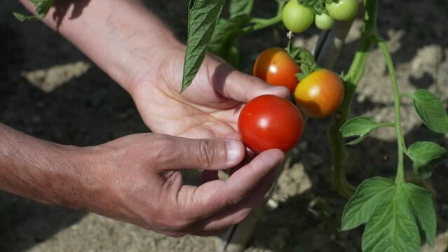 Mains d'homme qui cueille une tomate, la regarde et la fait rouler dans ses mains.