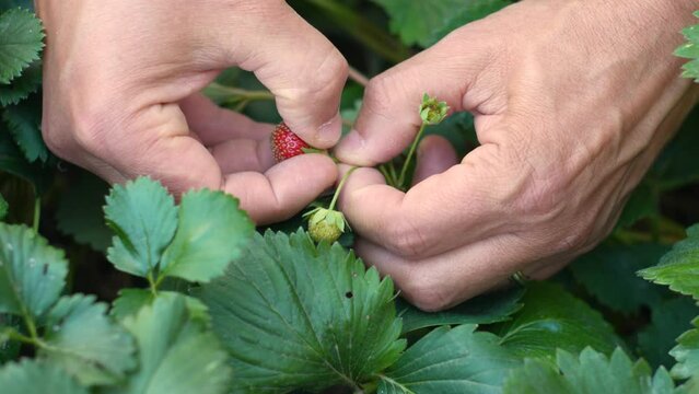 Mains d'homme qui cherche dans un fraisier puis sort 2 fraises qu'il cueille.