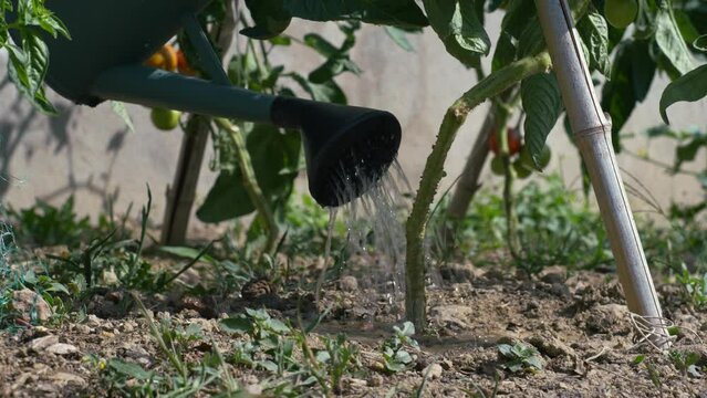 Homme qui arrose un plant de  tomate avec son arrosoir.
