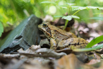 The common frog or grass frog (Rana temporaria) in a natural environment. Frogs are useful in the garden, they eat slugs and snails. 
