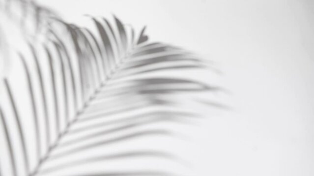 motion of shadow palm leaf in the wind blowing overlay on white wall background, concepts summer.
