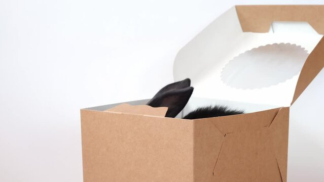 One small black rabbit sitting in pastry box isolated on a white background. Hare is the symbol of 2023 by the eastern calendar. Holiday gift concept for Easter, Christmas or New Year. Cute pet. 4K.