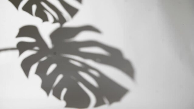 shadows monstera leaf on concrete plants absorb toxins on white wall