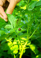 the farmer's hand shows the Colorado potato beetle on a spoiled potato bush. potato cultivation concept