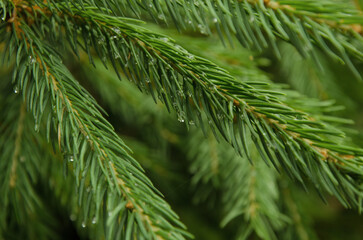 branches of a pine