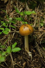 mushroom in the forest