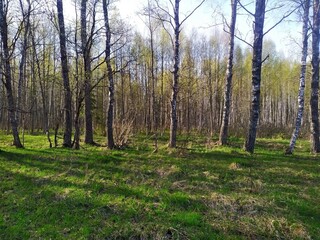 Obraz premium Sunlight and mixed green forest, summer nature