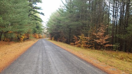road in the woods