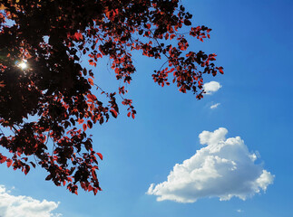 Blood plum tree in front of a blue sky