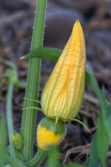 Growing pumpkins on organic farmland with ripening squash vegetables cultivation for halloween and thanksgiving with blossom home-grown cultivation of healthy nutrition as seasonal gardening snack