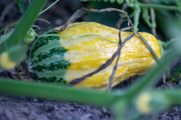 Growing pumpkins on organic farmland with ripening squash vegetables cultivation for halloween and thanksgiving with blossom home-grown cultivation of healthy nutrition as seasonal gardening snack