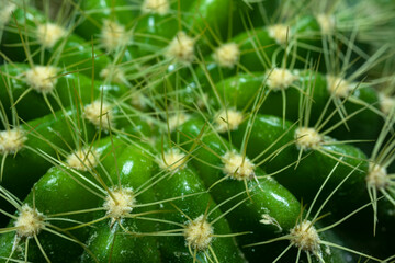 Closed up Echinocactus grusonii Cactus, focus in front of cactus 