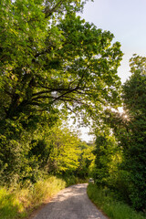 Road going down from Belvedere Fogliemse to Case Bernardi, near Pesaro in Italy
