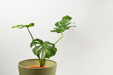 House plant Monstera deliciosa in a green pot on a white background.