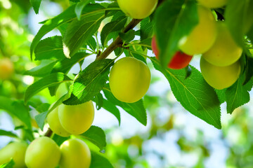 cherry plum grows and ripens on a branch of a plum tree. plum cultivation concept