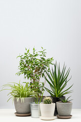 Several indoor plants standing on white table.