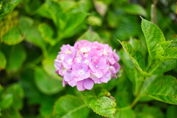 可愛く咲く紫のアジサイ
