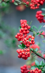 Holly, red berries. Holly fruits ripe on the branches of an ornamental shrub. Red berries in close-up.