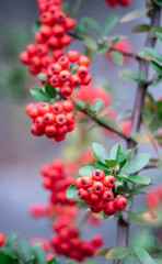 Holly, red berries. Holly fruits ripe on the branches of an ornamental shrub. Red berries in close-up.