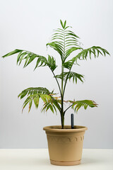 Green house plant hamedorea in a pot.