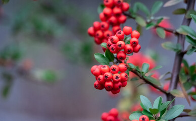 Holly, red berries. Holly fruits ripe on the branches of an ornamental shrub. Red berries in close-up.