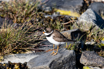 Sandregenpfeifer,    Glacier Bay, Alaska