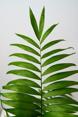 Close up of leaf of green house plant hamedorea.