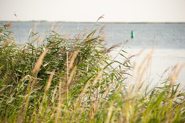 Brzeg Zalewu Szczecińskiego, Polska © Robert