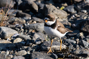vögel der glacier bay -  sandregenpfeifer, common Ringed Plover 
