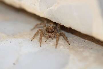 spider on the wall
