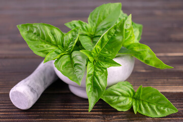 Fresh basil  on a dark wooden background.Close-up.