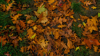 Leaves lie on the ground on autumn