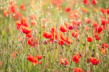 Beautiful glowing Summer sunrise glow of wild poppy Papaver Rhoeas field in English countryside with selective focus technique used