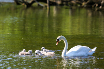 Mute swan with cygnets, London, UK