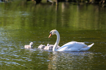 Obraz premium Mute swan with cygnets, London, UK