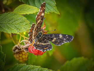 Butterfly on leaf