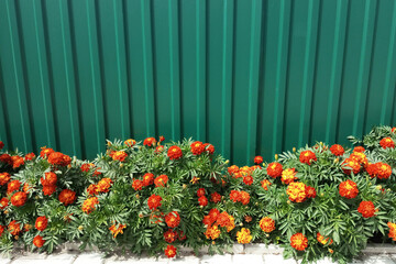 Fototapeta na wymiar Marigold flowers in the garden against the background of green fence in the summer on a sunny day.