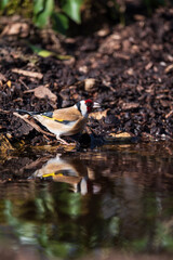 Lovely image of Goldfinch Carduelis Carduelis bird drinking from small pond in woodland landscape setting in Spring