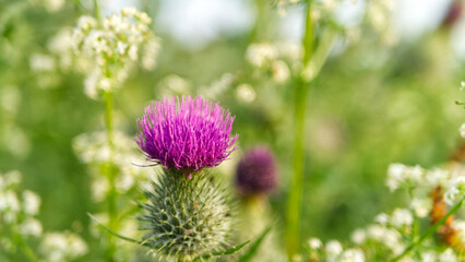 Wildflower meadow, in the early morning summer sun.