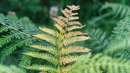 Wildflower meadow, in the early morning summer sun.