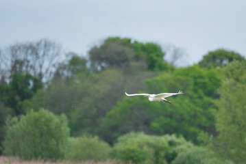 Lovely image of beautiful graceful Great White Egret Ardea Alba in flight over Somerset Levels wetlands during Spring sunshine