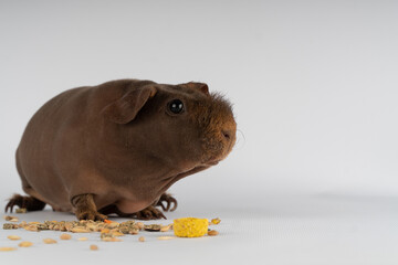 bald guinea pig eats