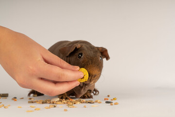 A guinea pig eats food from the hand. A pet. Bald guinea pig