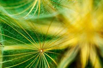 close-up of dandelion seeds on blurred background, airy and fluffy wallpaper, fluff fragments, dandelion fluff wallpaper, macro