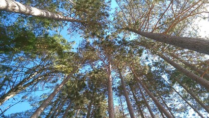trees and sky