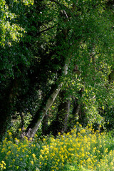 Beautiful Spring landscape with shallow depth of field techniqure of rapeseed canola along river bank in Spring at dawn with vibrant colors