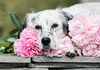 Setter and peony flower