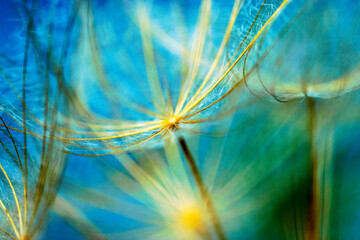 close-up of dandelion seeds on blurred background, airy and fluffy wallpaper, fluff fragments, dandelion fluff wallpaper, macro